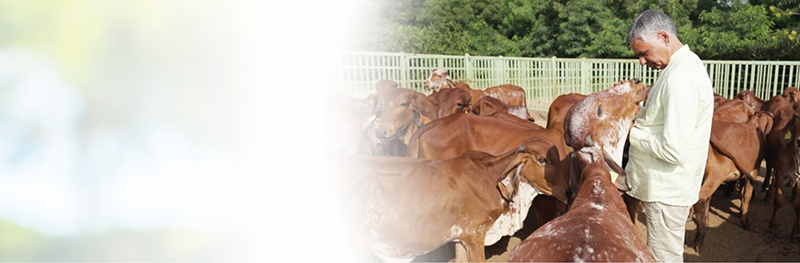 Sh. Surendra Awana - Founder of Tharpure