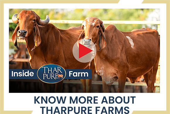 Farm Video